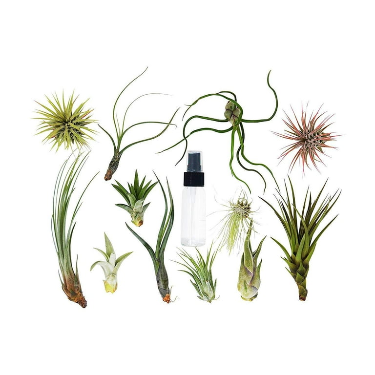 Tillandsia Air Plant Variety w/ Spray - 7 Pack Tillandsia Air Plant Variety w/ Spray - 7 Pack