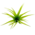 thumbnail image 1 of Tillandsia Brachycaulos Air Plant (4" Wide) - Curly Air Plant - Easy to Care Air Plant for Home Office - Best Air Plant for Beginners, 1 of 4