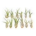 thumbnail image 1 of Tillandsia Caput Medusae Air Plants - Live Succulent House Plants - Available in Wholesale and Bulk - Home and Garden Decor - Easy Care Indoor and Outdoor Plants (Pack of 12), 1 of 12