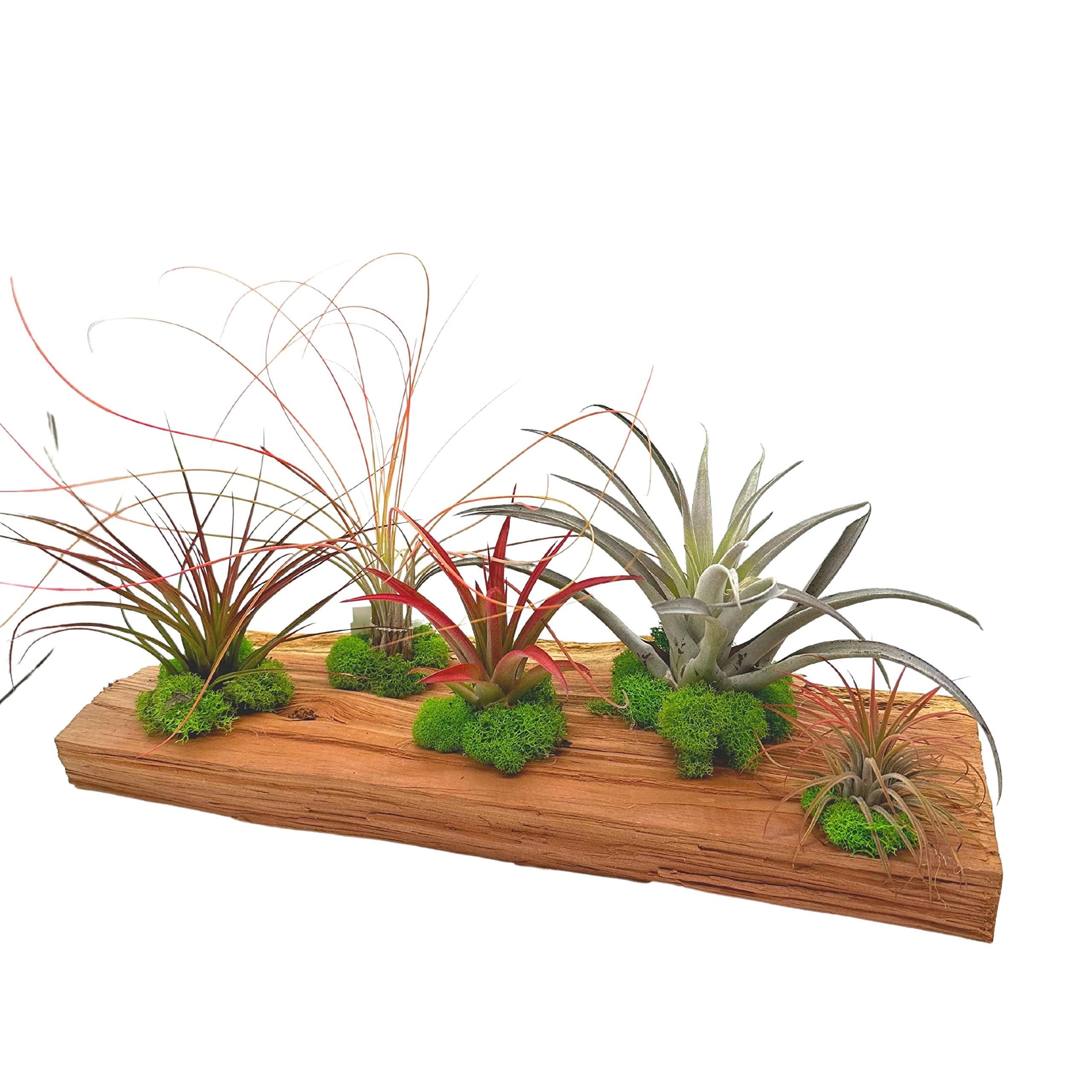 Tillandsia Driftwood Sculpture, Air Plants Mounted on Wooden Board, Air  Plant Plank - Walmart.com