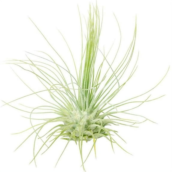 Tillandsia Fuchsii Air Plant