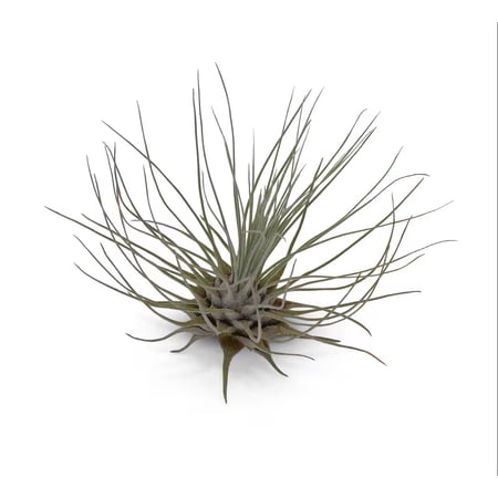 Tillandsia Fuchsii v Gracilis Air Plants 5 Pack