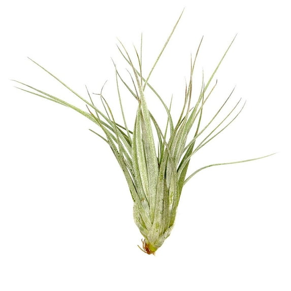 Tillandsia Houston Cotton Candy Air Plant