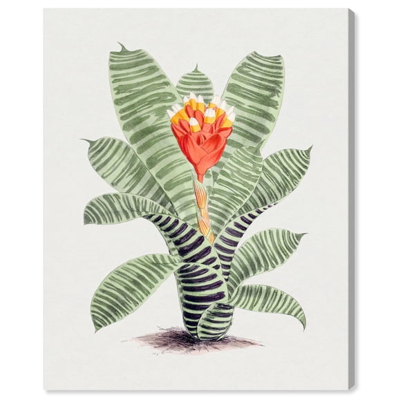 Tillandsia Musaica Plant Canvas Vintage Botanical by Art Remedy, Gallery Wrapped, 36 x 45