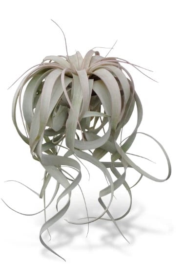 spider plant indoor plants Spider Plant
