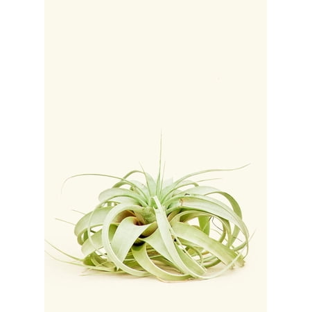 Tillandsia Xerographica Live Green Medium Plant