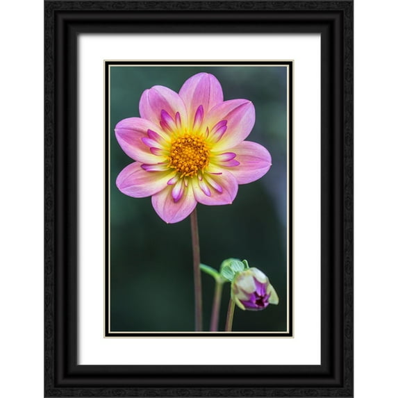 Tilley, Rob 13x18 Black Ornate Wood Framed with Double Matting Museum Art Print Titled - Washington State-Bellevue Dahlia