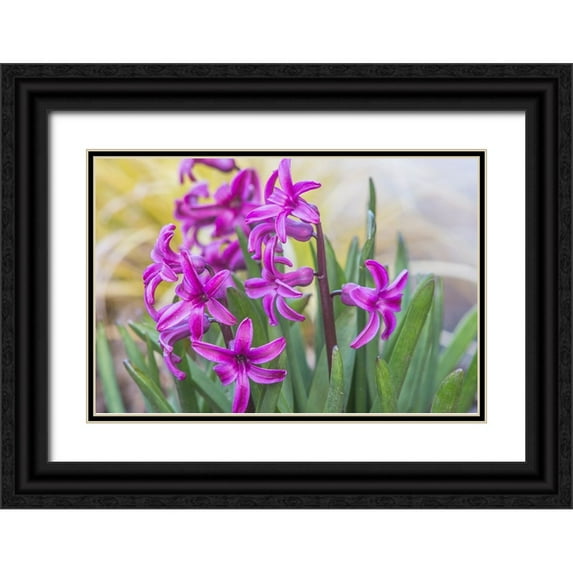 Tilley, Rob 18x13 Black Ornate Wood Framed with Double Matting Museum Art Print Titled - Washington State-Bellevue Hyacinth