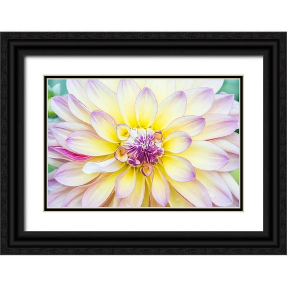 Tilley, Rob 32x23 Black Ornate Wood Framed with Double Matting Museum Art Print Titled - Washington State-Seattle Dahlia