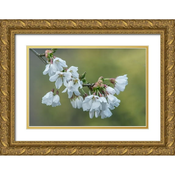 Tilley, Rob 32x23 Gold Ornate Wood Framed with Double Matting Museum Art Print Titled - Washington State-Bellevue Cherry blossoms