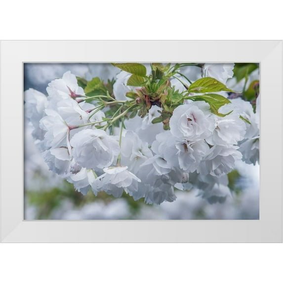 Tilley, Rob 32x23 White Modern Wood Framed Museum Art Print Titled - Oregon-Hood River Cherry blossoms