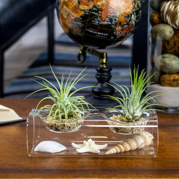 Tillsia Air Plants with Tea Light Glass Display Sea Shells Decoration Tillsia Air Plants with GlassVase Holder for Home Décor, Office, Home Garden