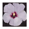 thumbnail image 1 of Tim O'Toole 'Hibiscus Portrait II' Canvas Art, 1 of 3
