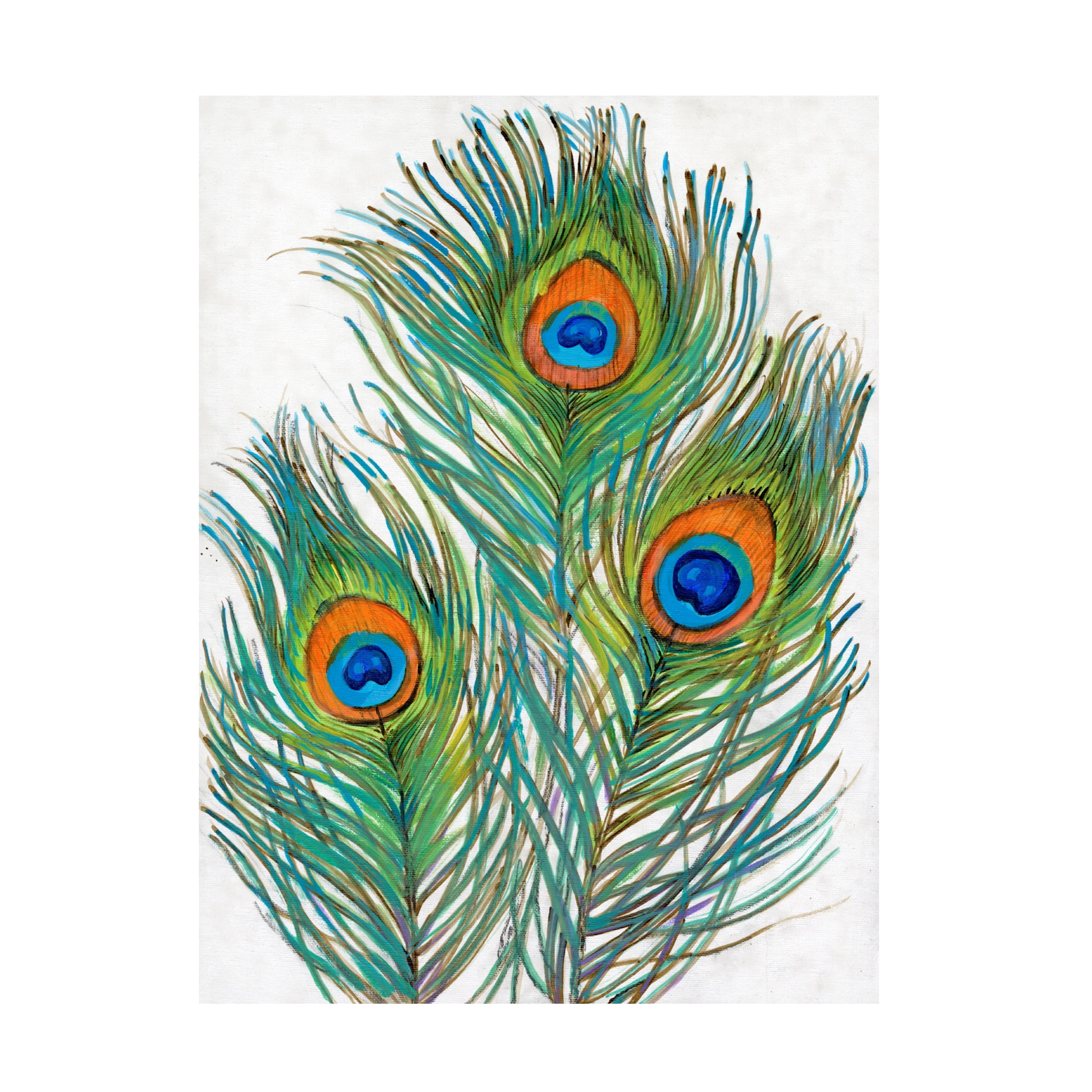 Tim O'Toole 'Vivid Peacock Feathers II' Canvas Art