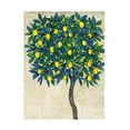 thumbnail image 1 of Tim OToole 'Lemon Tree Composition I' Canvas Art, 1 of 3