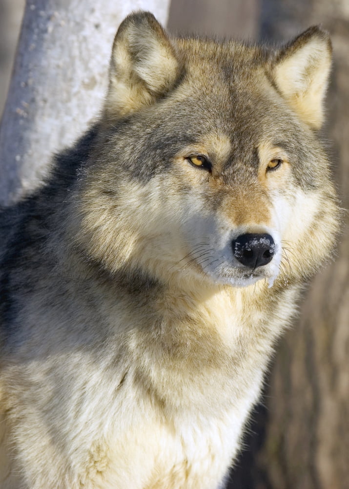 Timber Wolf Canvas Art - John Pitcher Design Pics (12 x 16)