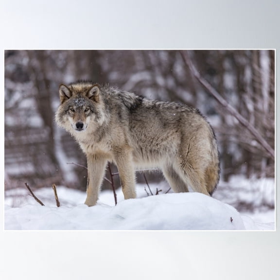 Timber Wolf In Winter Poster Wall Art, Modern Wall Decor For Living Room Bedroom, 16x24 UNFRAMED