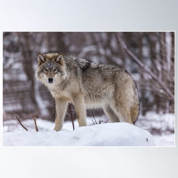 Timber Wolf In Winter Poster Wall Art Modern Wall Decor For Living Room Bedroom
