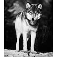 thumbnail image 1 of Timber Wolf. /Nthe Common Gray Wolf, Or Timber Wolf (Canis Lupus). Poster Print by  (24 x 36), 1 of 3