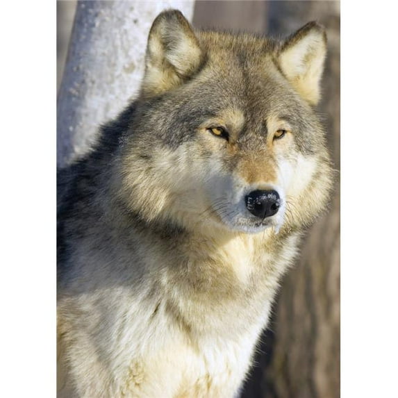 Timber Wolf Poster Print