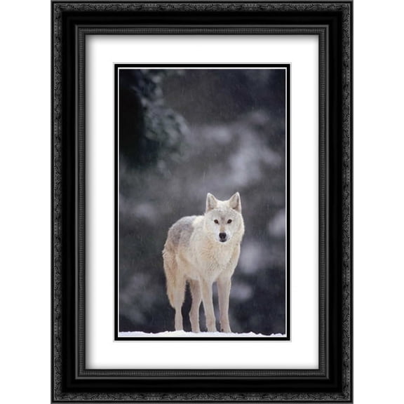Timber Wolf female in falling snow, North America 2x Matted 18x24 Black Ornate Framed Art Print by Ellis, Gerry