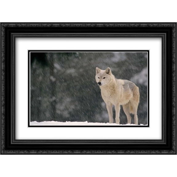 Timber Wolf female portrait, temperate North America 2x Matted 24x18 Black Ornate Framed Art Print by Ellis, Gerry