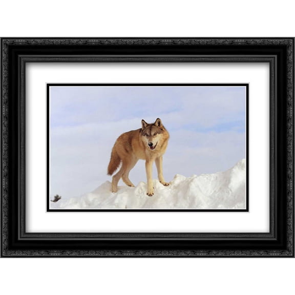 Timber Wolf standing at the top of a snow bank, Montana 2x Matted 24x18 Black Ornate Framed Art Print by Fitzharris, Tim