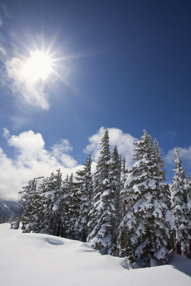 Timberline Oregon Cascades United States Of America Snow On The Trees And The Sunlight On Mount Hood Canvas Art - Craig Tuttle Design Pics (24 x 38)