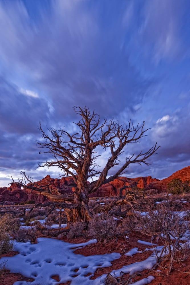 Timed Exposure Of Sunset Clouds Over Tree And Cove Of Caves In Arches National Park Utah Canvas Art - Robert Postma Design Pics (11 x 17)
