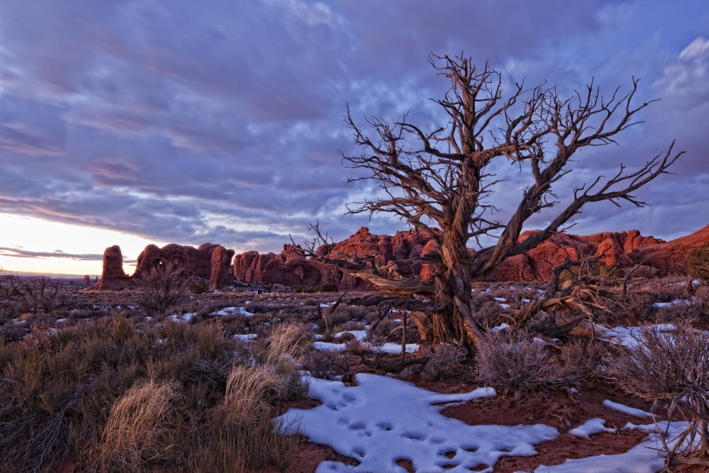 Timed Exposure Of Sunset Clouds Over Tree And Cove Of Caves In Arches National Park Utah Canvas Art - Robert Postma Design Pics (17 x 11)