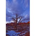thumbnail image 1 of Timed Exposure Of Sunset Clouds Over Tree And Cove Of Caves In Arches National Park Utah. Poster Print, 1 of 4