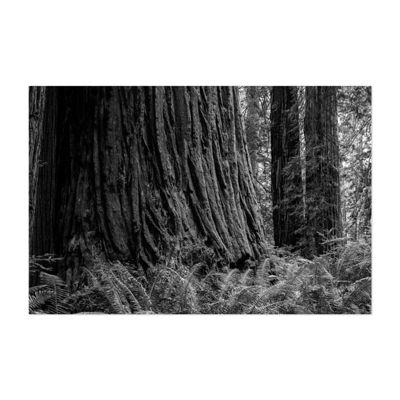 Timeless Giants - Monochrome - California Photography Black and White Forest Nature Wilderness Woodland Botanical Scenic Unframed Wall Art Print 5 x 7 inches