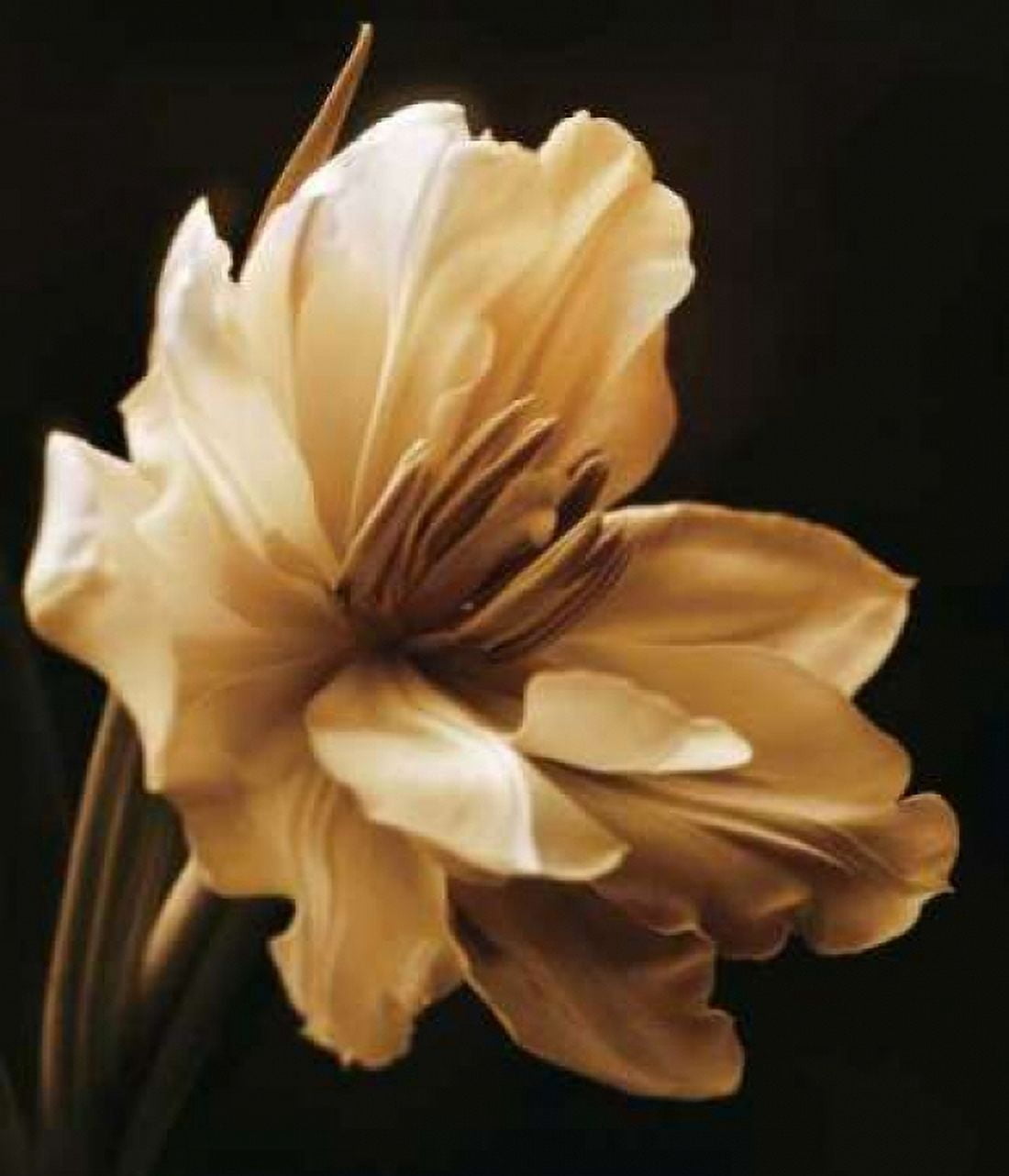 Timeless Grace I Canvas Art - Charles Britt (24 x 24)