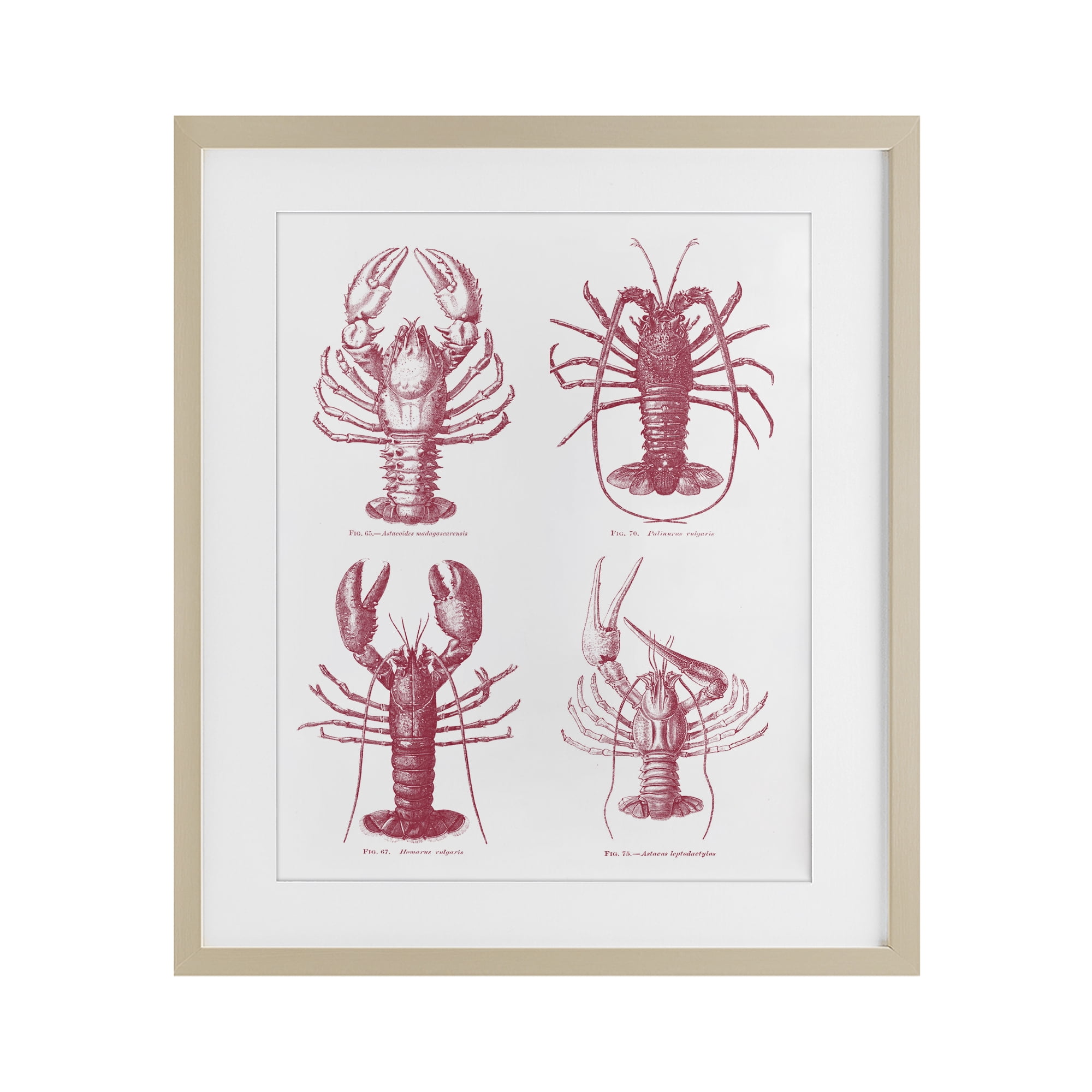 Timeless Lobsters Species Birch Framed Print Under Glass, design by Lettered and Lined