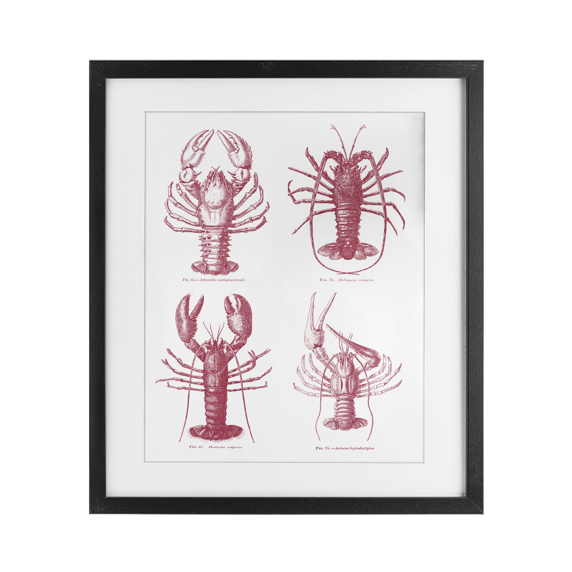 Timeless Lobsters Species Black Framed Print Under Glass, design by Lettered and Lined