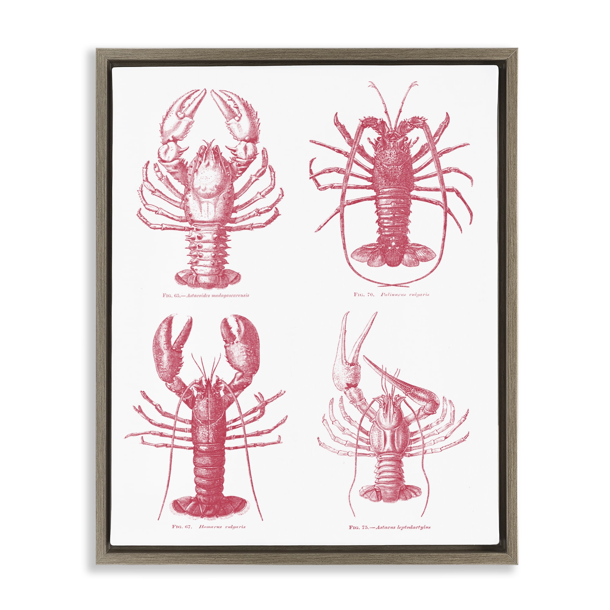 Timeless Lobsters Species Brown Framed Floater Canvas Wall Art, design by Lettered and Lined