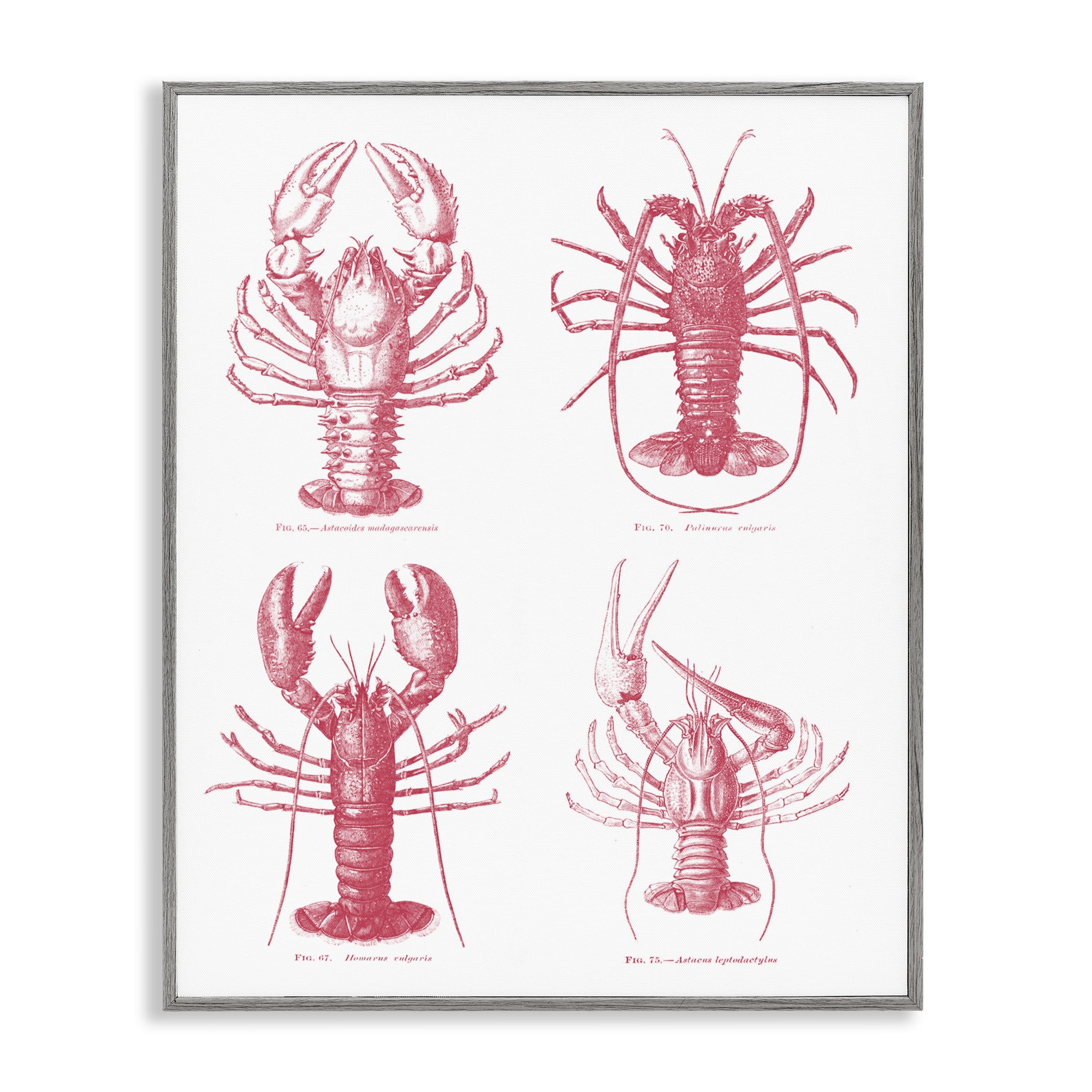 Timeless Lobsters Species Gray Framed Giclee Art, design by Lettered and Lined