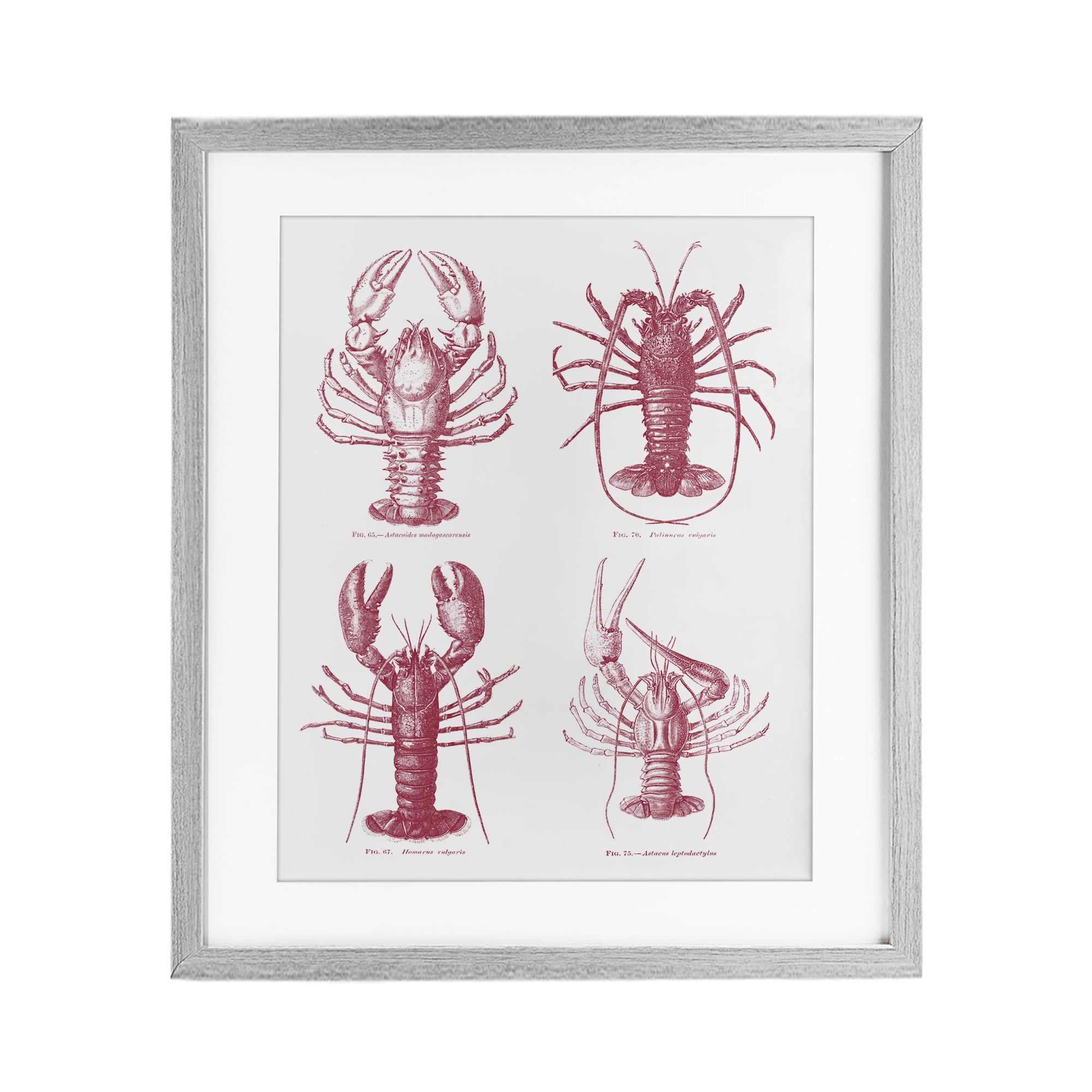 Timeless Lobsters Species Gray Framed Print Under Glass, design by Lettered and Lined