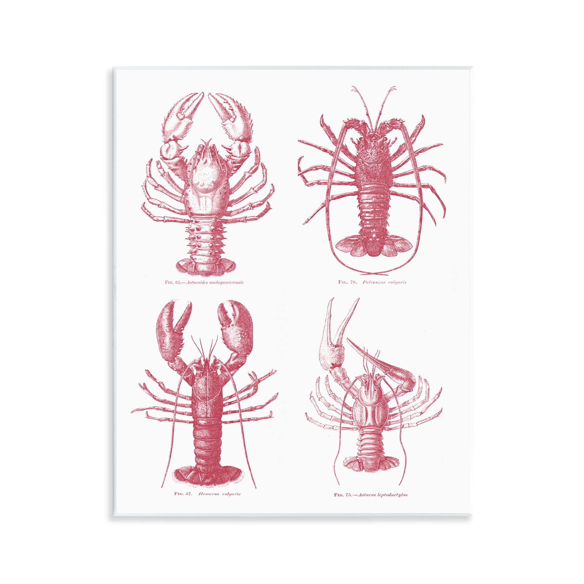 Timeless Lobsters Species Wall Plaque Art, design by Lettered and Lined