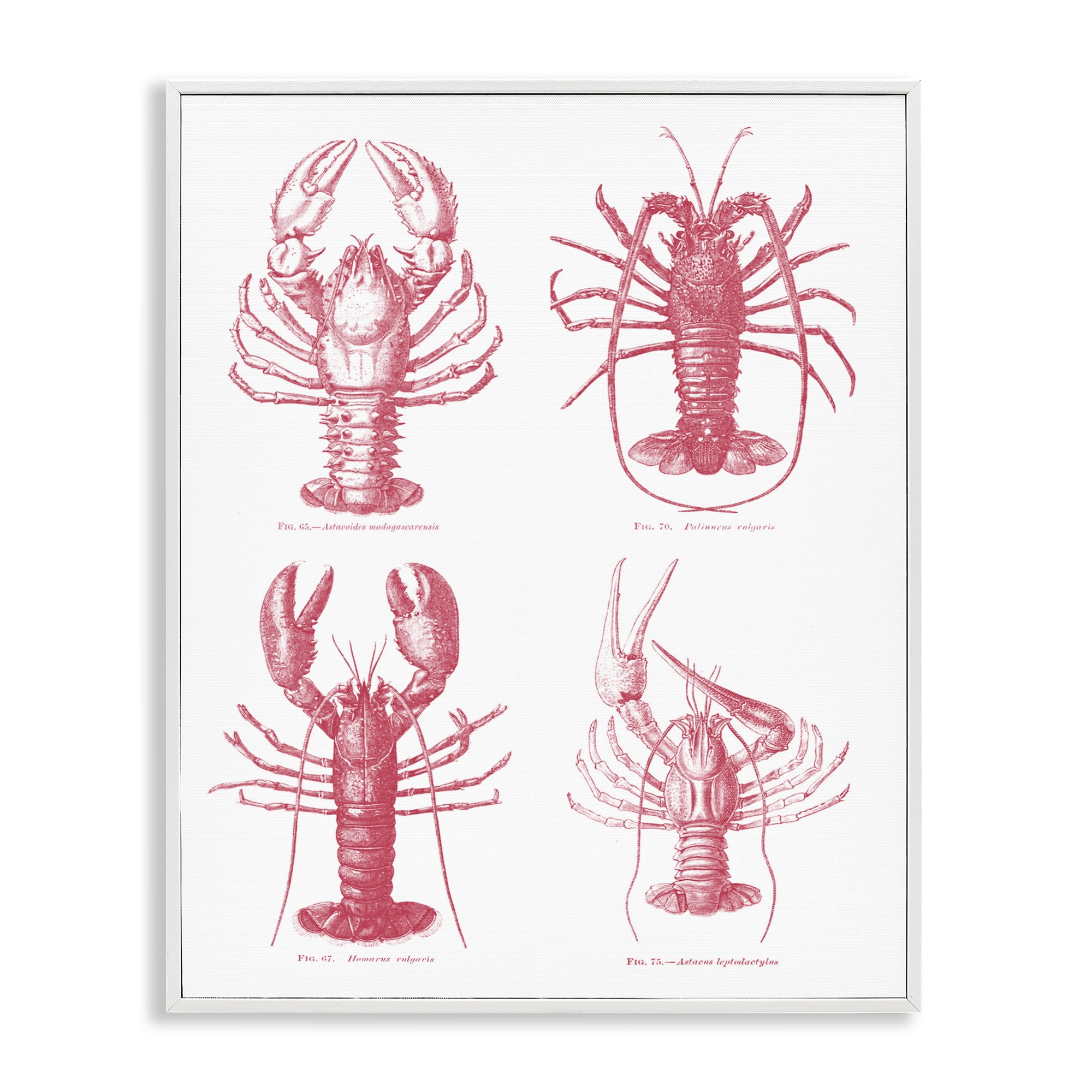 Timeless Lobsters Species White Framed Giclee Art, design by Lettered and Lined