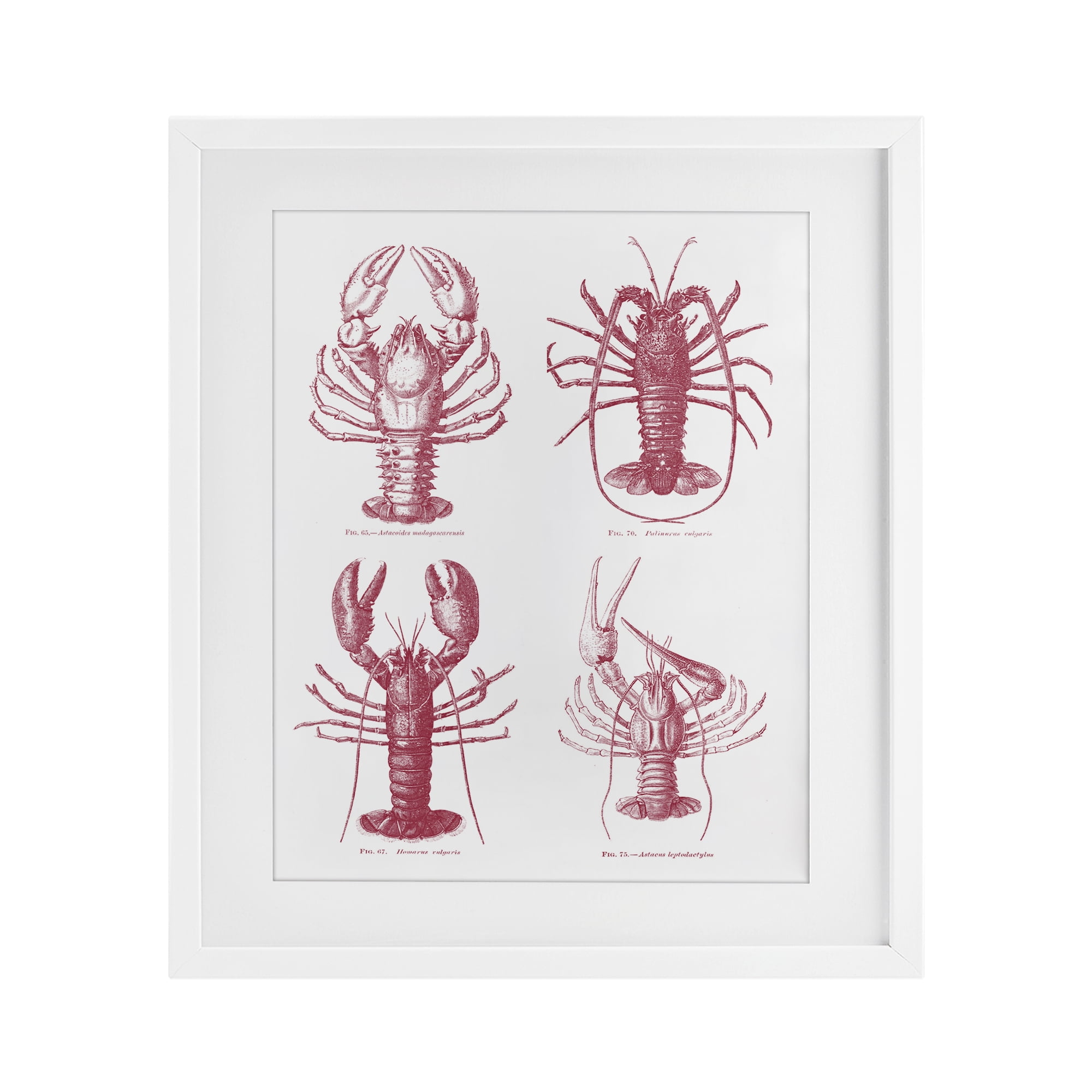 Timeless Lobsters Species White Framed Print Under Glass, design by Lettered and Lined