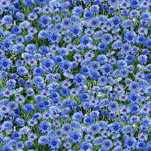 Timeless Treasures Blue Cornflowers 100% Cotton Fabric by The Yard