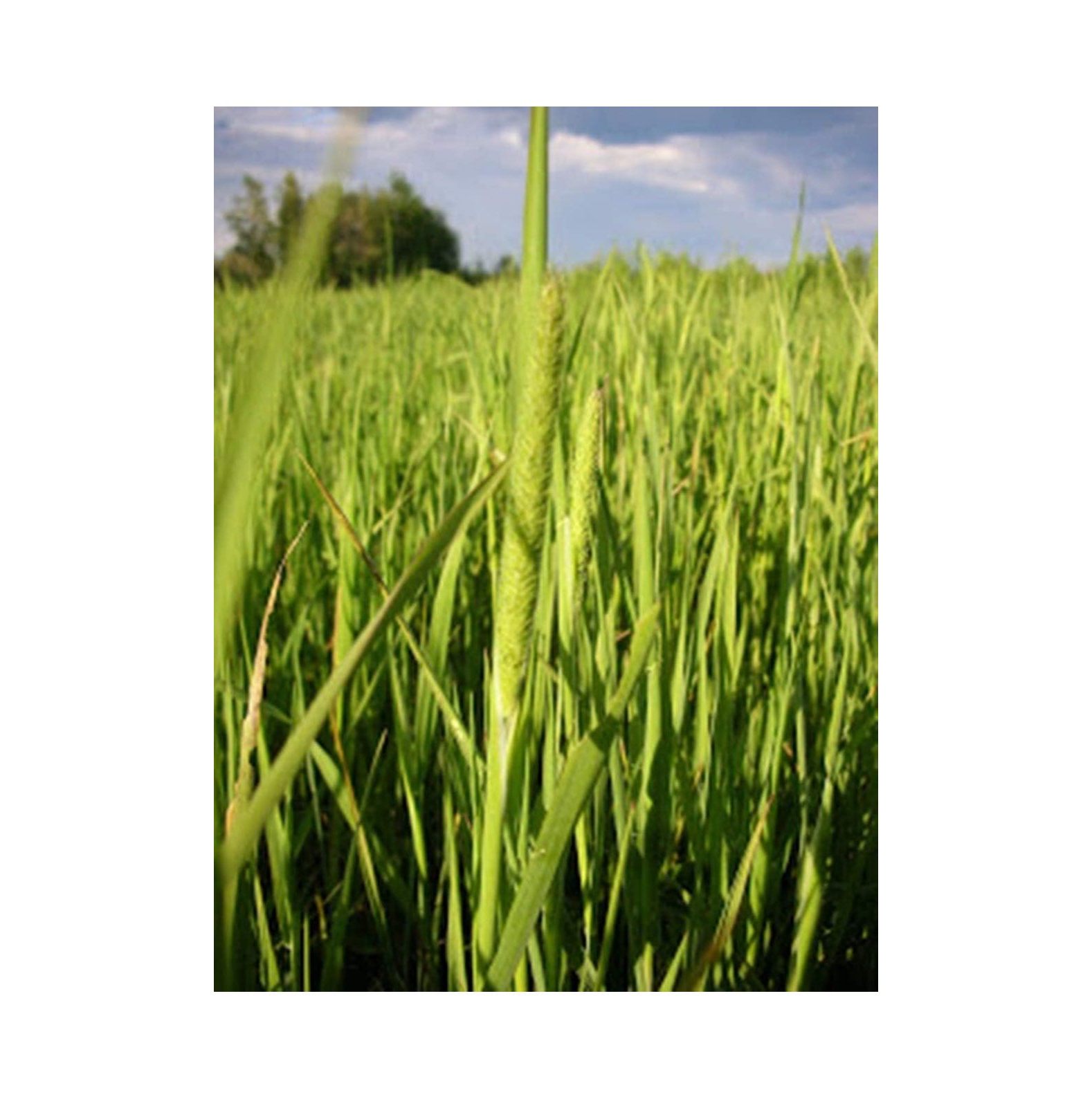 Timothy Grass Seed (Climax) 1 Pound BULYAXIA