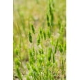 thumbnail image 1 of Timothy Grass Seed Climax 1 Pound OrOlam, 1 of 5