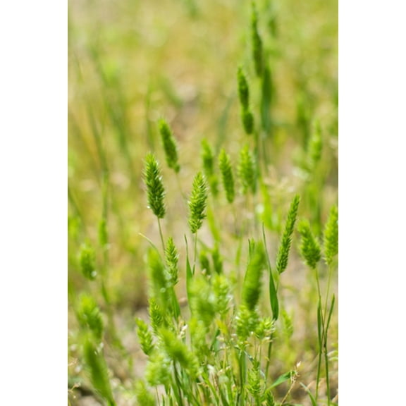 Timothy Grass Seed Climax 1 Pound OrOlam