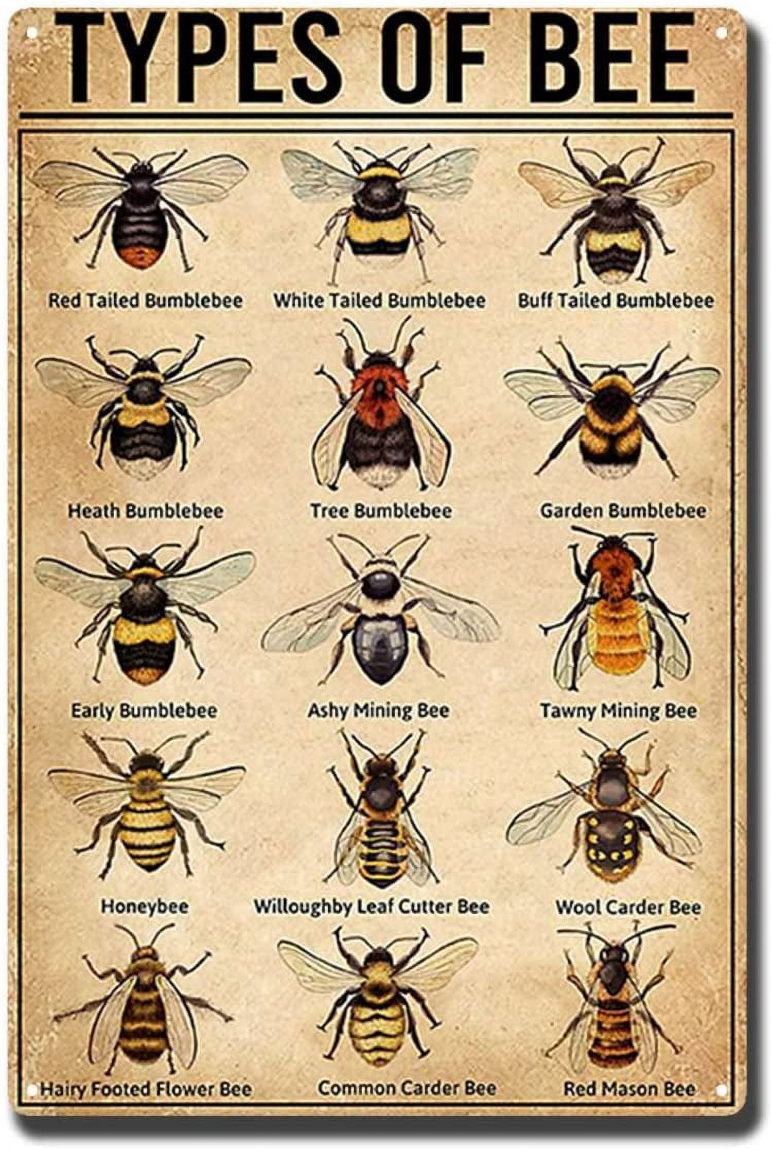 Tin Painting Types of Bee Poster Bee Poster 8X12 inch-Tin Painting ...
