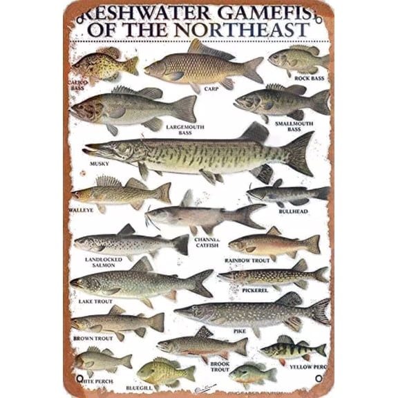 Tin Signs Freshwater Gamefish of The Northeast Retro Metal Sign Vintage Aluminum Sign for Home Coffee Wall Decor 12x16 Inch