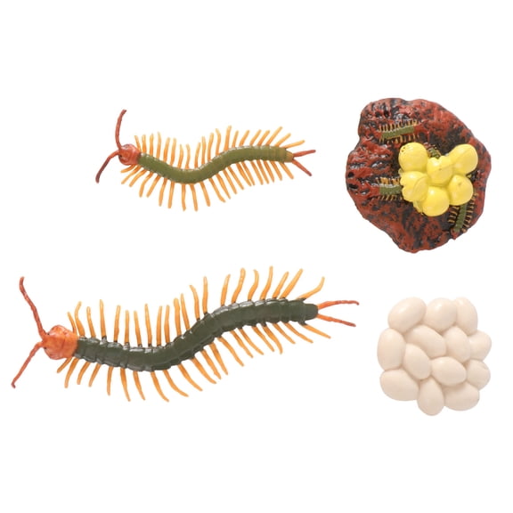 Tineasur 1Set Assorted Color Centipede Growth Cycle Model Simulation Life Cycle Prop