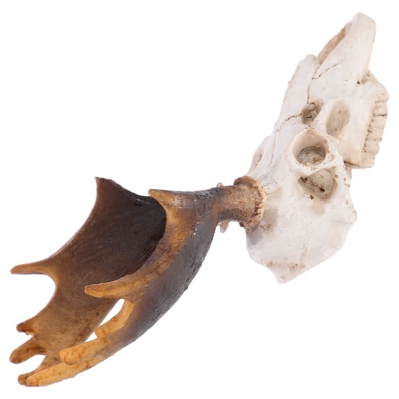 Tineasur Resin Deer Skull Hiding Place for Reptile Habitat Decoration