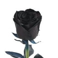 thumbnail image 1 of Tinted Black Roses 75 Stems of Farm Direct Fresh Cut Flowers by Bloomingmore, 1 of 7